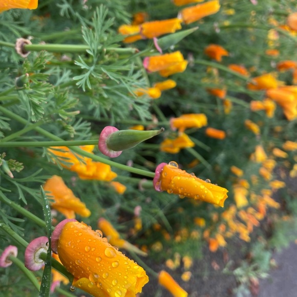 Meet your Posher, Posh - Picture 3 of 3